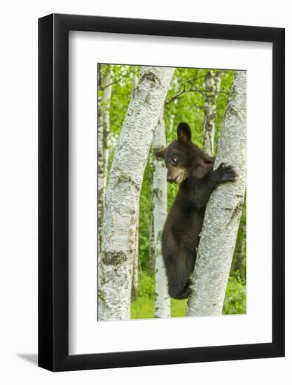 USA, Minnesota, Minnesota Wildlife Connection. Captive black bear cub climbing tree.-Jaynes Gallery-Framed Photographic Print