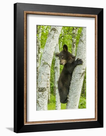 USA, Minnesota, Minnesota Wildlife Connection. Captive black bear cub climbing tree.-Jaynes Gallery-Framed Photographic Print