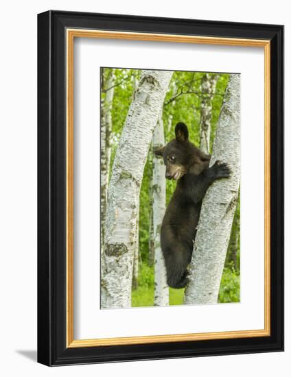 USA, Minnesota, Minnesota Wildlife Connection. Captive black bear cub climbing tree.-Jaynes Gallery-Framed Photographic Print