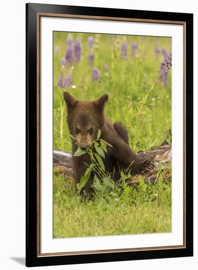 USA, Minnesota, Minnesota Wildlife Connection. Captive black bear cub eating plant.-Jaynes Gallery-Framed Photographic Print