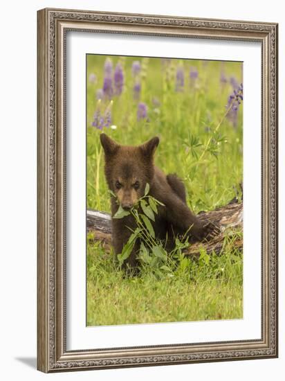 USA, Minnesota, Minnesota Wildlife Connection. Captive black bear cub eating plant.-Jaynes Gallery-Framed Photographic Print