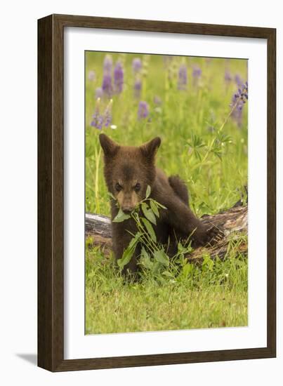 USA, Minnesota, Minnesota Wildlife Connection. Captive black bear cub eating plant.-Jaynes Gallery-Framed Photographic Print