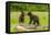 USA, Minnesota, Minnesota Wildlife Connection. Captive black bear cubs on log.-Jaynes Gallery-Framed Premier Image Canvas