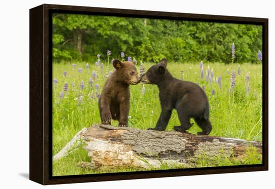 USA, Minnesota, Minnesota Wildlife Connection. Captive black bear cubs on log.-Jaynes Gallery-Framed Premier Image Canvas