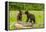 USA, Minnesota, Minnesota Wildlife Connection. Captive black bear cubs on log.-Jaynes Gallery-Framed Premier Image Canvas