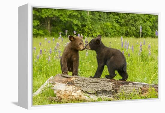 USA, Minnesota, Minnesota Wildlife Connection. Captive black bear cubs on log.-Jaynes Gallery-Framed Premier Image Canvas