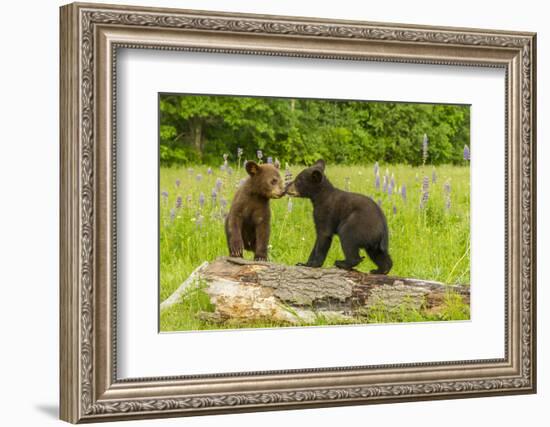 USA, Minnesota, Minnesota Wildlife Connection. Captive black bear cubs on log.-Jaynes Gallery-Framed Photographic Print