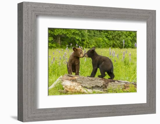 USA, Minnesota, Minnesota Wildlife Connection. Captive black bear cubs on log.-Jaynes Gallery-Framed Photographic Print