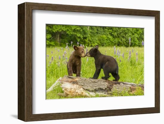 USA, Minnesota, Minnesota Wildlife Connection. Captive black bear cubs on log.-Jaynes Gallery-Framed Photographic Print