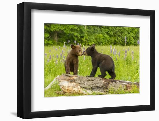 USA, Minnesota, Minnesota Wildlife Connection. Captive black bear cubs on log.-Jaynes Gallery-Framed Photographic Print