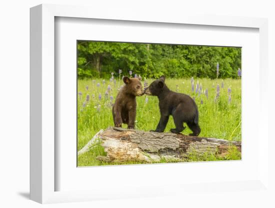 USA, Minnesota, Minnesota Wildlife Connection. Captive black bear cubs on log.-Jaynes Gallery-Framed Photographic Print