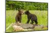 USA, Minnesota, Minnesota Wildlife Connection. Captive black bear cubs on log.-Jaynes Gallery-Mounted Photographic Print