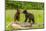 USA, Minnesota, Minnesota Wildlife Connection. Captive black bear cubs on log.-Jaynes Gallery-Mounted Photographic Print
