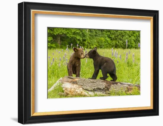 USA, Minnesota, Minnesota Wildlife Connection. Captive black bear cubs on log.-Jaynes Gallery-Framed Photographic Print