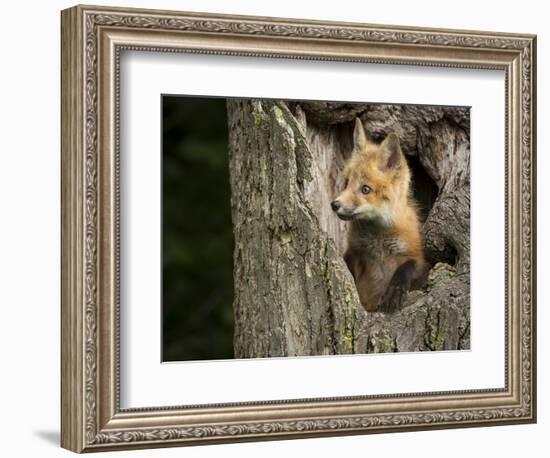 USA, Minnesota, Minnesota Wildlife Connection. Red Fox in a tree.-Wendy Kaveney-Framed Photographic Print