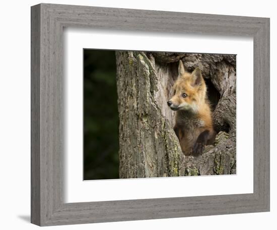 USA, Minnesota, Minnesota Wildlife Connection. Red Fox in a tree.-Wendy Kaveney-Framed Photographic Print