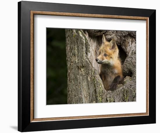 USA, Minnesota, Minnesota Wildlife Connection. Red Fox in a tree.-Wendy Kaveney-Framed Photographic Print