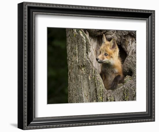 USA, Minnesota, Minnesota Wildlife Connection. Red Fox in a tree.-Wendy Kaveney-Framed Photographic Print