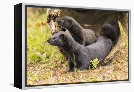 USA, Minnesota, Pine County. Captive adult and baby minks.-Jaynes Gallery-Framed Premier Image Canvas