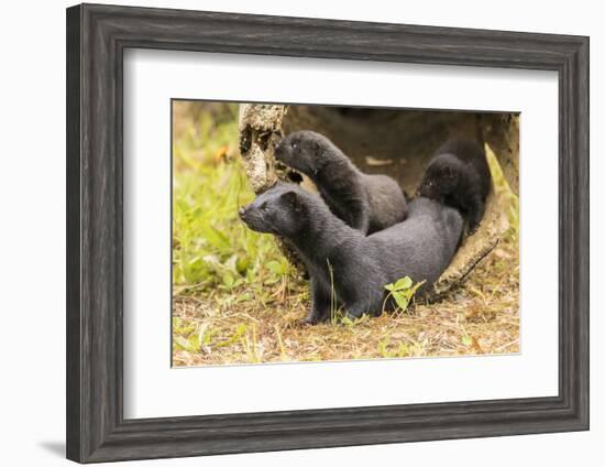 USA, Minnesota, Pine County. Captive adult and baby minks.-Jaynes Gallery-Framed Photographic Print