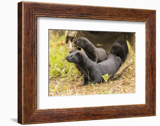 USA, Minnesota, Pine County. Captive adult and baby minks.-Jaynes Gallery-Framed Photographic Print