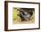 USA, Minnesota, Pine County. Captive adult and baby minks.-Jaynes Gallery-Framed Photographic Print