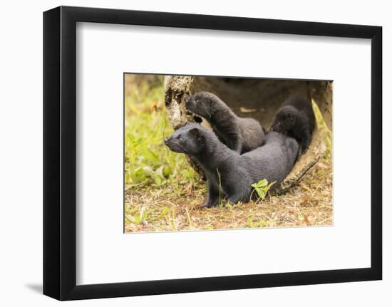 USA, Minnesota, Pine County. Captive adult and baby minks.-Jaynes Gallery-Framed Photographic Print