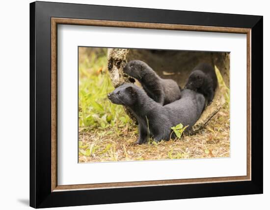 USA, Minnesota, Pine County. Captive adult and baby minks.-Jaynes Gallery-Framed Photographic Print