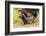 USA, Minnesota, Pine County. Captive adult and baby minks.-Jaynes Gallery-Framed Photographic Print