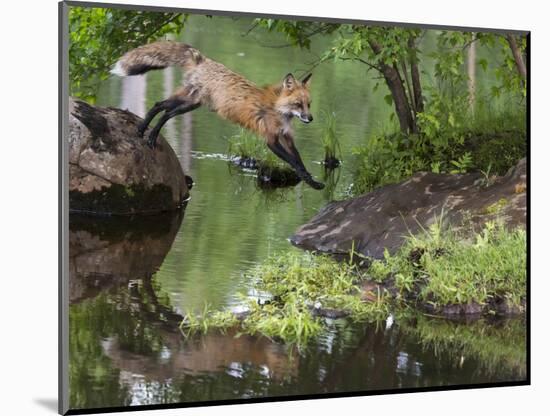 USA, Minnesota, Sandston. Red fox leaping from rock to shore.-Wendy Kaveney-Mounted Photographic Print