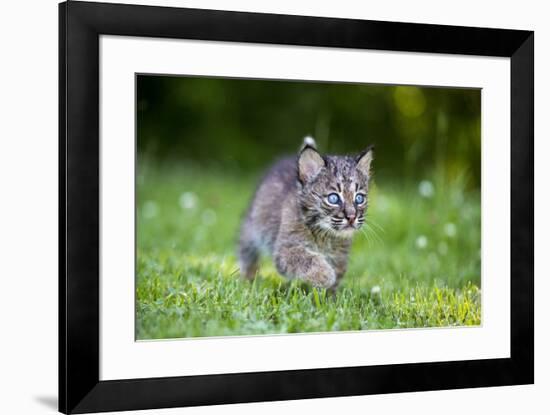 USA, Minnesota, Sandstone, Baby Bobcat, Kitten,-Hollice Looney-Framed Premium Photographic Print