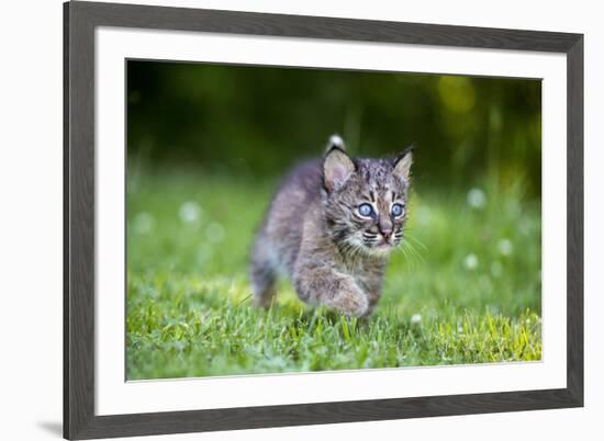 USA, Minnesota, Sandstone, Baby Bobcat, Kitten,-Hollice Looney-Framed Premium Photographic Print