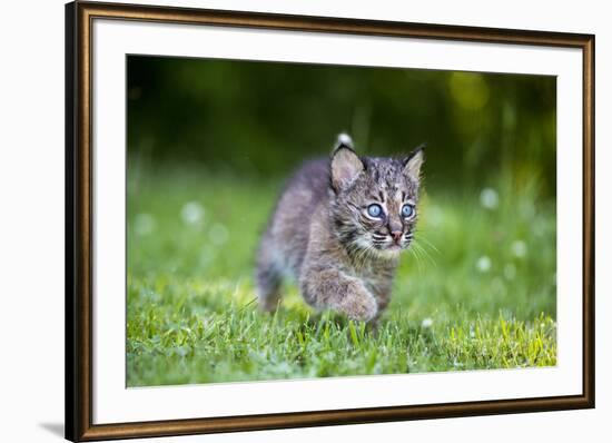 USA, Minnesota, Sandstone, Baby Bobcat, Kitten,-Hollice Looney-Framed Premium Photographic Print