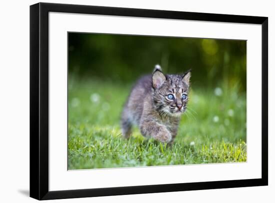 USA, Minnesota, Sandstone, Baby Bobcat, Kitten,-Hollice Looney-Framed Premium Photographic Print