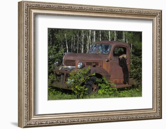 USA, Minnesota, Sandstone, Bear Cub and Old Truck-Hollice Looney-Framed Photographic Print