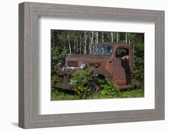 USA, Minnesota, Sandstone, Bear Cub and Old Truck-Hollice Looney-Framed Photographic Print