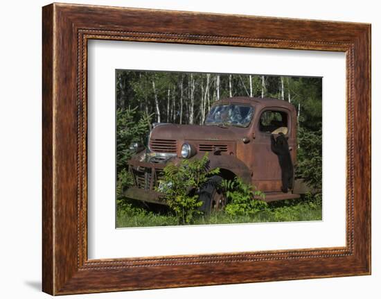 USA, Minnesota, Sandstone, Bear Cub and Old Truck-Hollice Looney-Framed Photographic Print