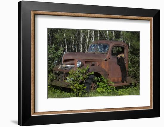 USA, Minnesota, Sandstone, Bear Cub and Old Truck-Hollice Looney-Framed Photographic Print