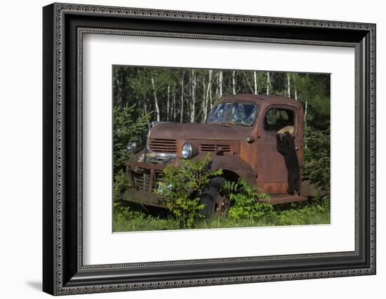 USA, Minnesota, Sandstone, Bear Cub and Old Truck-Hollice Looney-Framed Photographic Print