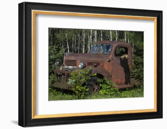 USA, Minnesota, Sandstone, Bear Cub and Old Truck-Hollice Looney-Framed Photographic Print