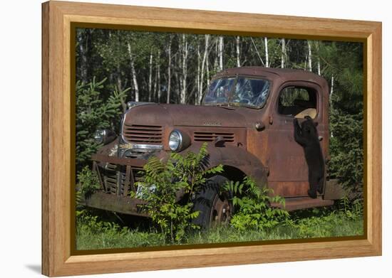 USA, Minnesota, Sandstone, Bear Cub and Old Truck-Hollice Looney-Framed Premier Image Canvas