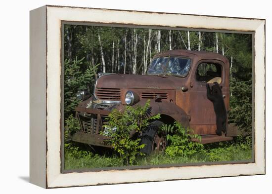 USA, Minnesota, Sandstone, Bear Cub and Old Truck-Hollice Looney-Framed Premier Image Canvas