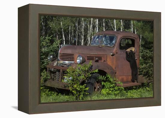 USA, Minnesota, Sandstone, Bear Cub and Old Truck-Hollice Looney-Framed Premier Image Canvas