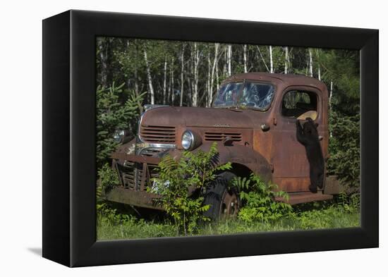 USA, Minnesota, Sandstone, Bear Cub and Old Truck-Hollice Looney-Framed Premier Image Canvas