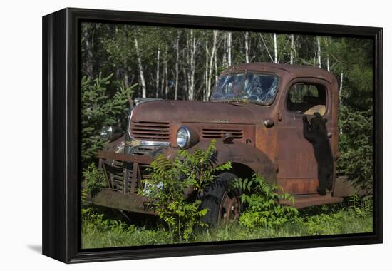 USA, Minnesota, Sandstone, Bear Cub and Old Truck-Hollice Looney-Framed Premier Image Canvas