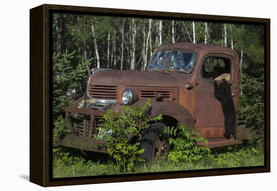 USA, Minnesota, Sandstone, Bear Cub and Old Truck-Hollice Looney-Framed Premier Image Canvas