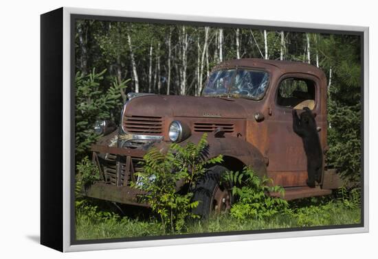 USA, Minnesota, Sandstone, Bear Cub and Old Truck-Hollice Looney-Framed Premier Image Canvas