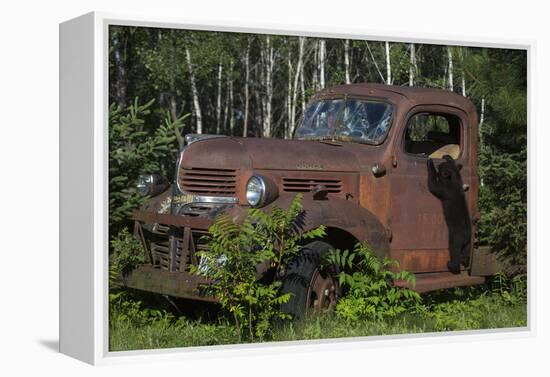 USA, Minnesota, Sandstone, Bear Cub and Old Truck-Hollice Looney-Framed Premier Image Canvas