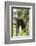 USA, Minnesota, Sandstone, Black Bear Cub Stuck in a Tree-Hollice Looney-Framed Photographic Print