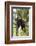 USA, Minnesota, Sandstone, Black Bear Cub Stuck in a Tree-Hollice Looney-Framed Photographic Print